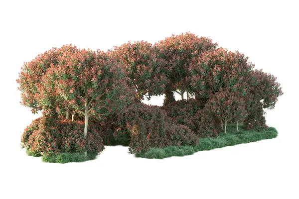 Realistiska Höstträd Isolerade Vit Bakgrund Park Flora Koncept — Stockfoto
