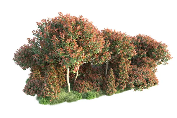 Realistische Herfstbomen Geïsoleerd Witte Achtergrond Park Flora Concept — Stockfoto