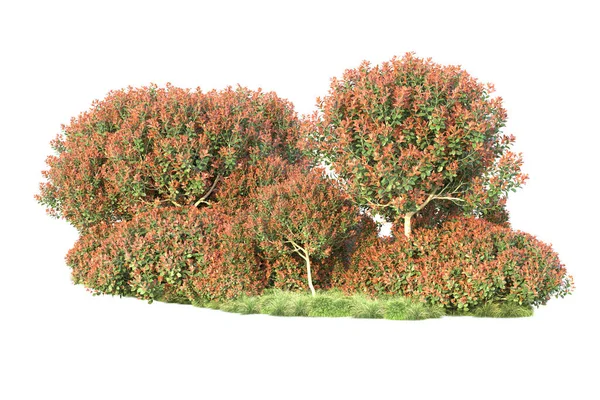 基于白色背景 公园植物区系概念的现实秋季树木 — 图库照片