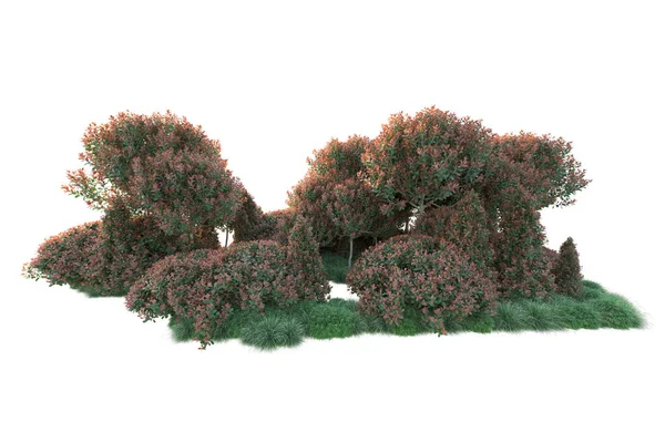 Realistische Herfstbomen Geïsoleerd Witte Achtergrond Park Flora Concept — Stockfoto