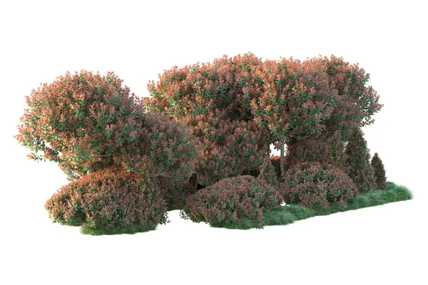 基于白色背景 公园植物区系概念的现实秋季树木 — 图库照片