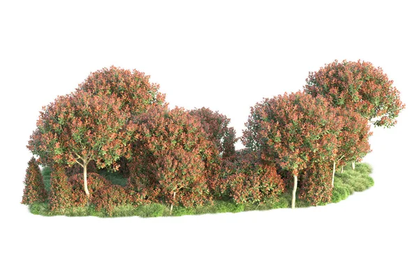 Realistische Herbstbäume Isoliert Auf Weißem Hintergrund Parkflora Konzept — Stockfoto