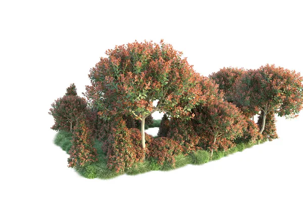 秋天的树 白色背景 3D插图 — 图库照片