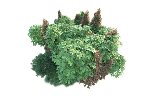 森林树叶 在白色背景上隔离的树 3D插图 — 图库照片