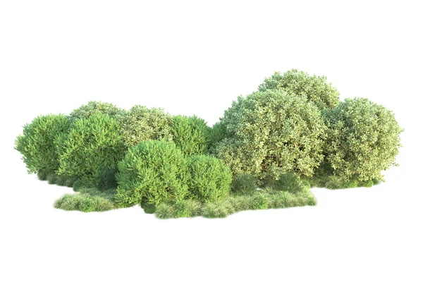 Orman Yaprakları Beyaz Arka Planda Izole Edilmiş Ağaçlar Boyutlu Illüstrasyon — Stok fotoğraf
