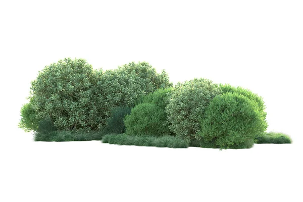 Folhagem Florestal Árvores Isoladas Sobre Fundo Branco Ilustração — Fotografia de Stock
