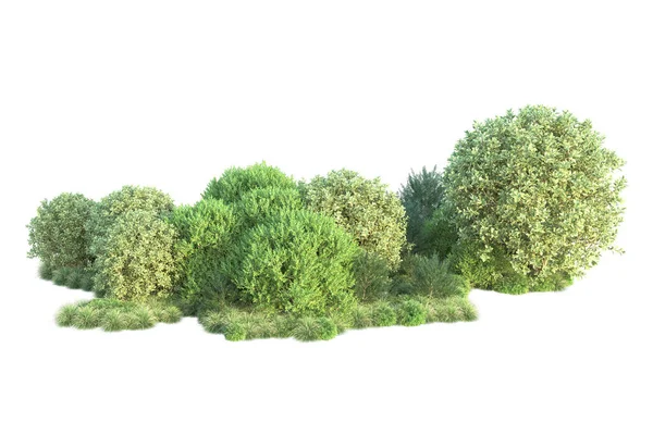 Follaje Forestal Árboles Aislados Sobre Fondo Blanco Ilustración —  Fotos de Stock