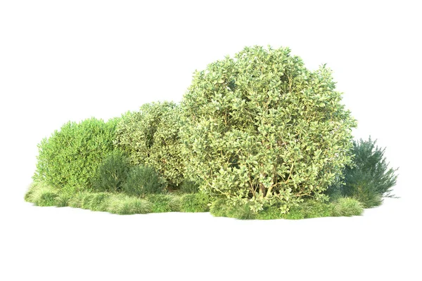 Skog Lövverk Träd Isolerade Vit Bakgrund Illustration — Stockfoto