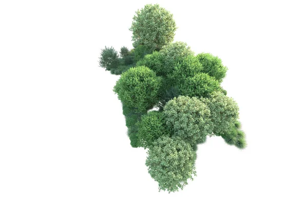 Witte Achtergrond Bosbomen Illustratie — Stockfoto