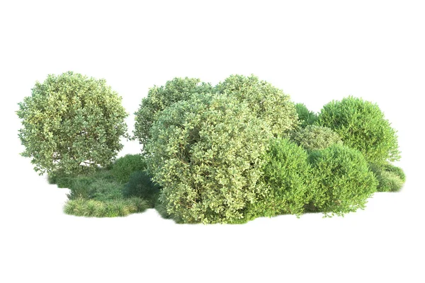 Белый Фон Лесные Деревья Иллюстрация — стоковое фото