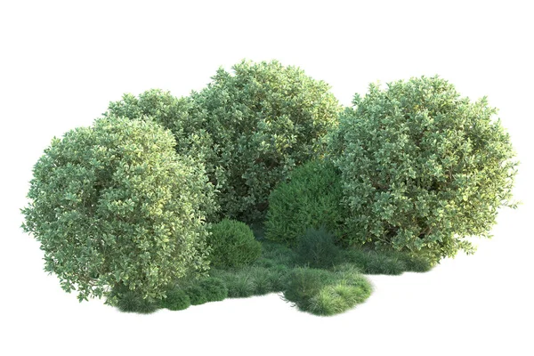 Białe Tło Drzewa Leśne Ilustracja — Zdjęcie stockowe