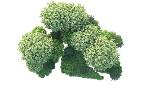 白色背景和森林树 3D插图 — 图库照片