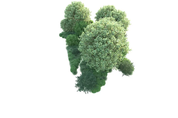 白色背景和森林树 3D插图 — 图库照片
