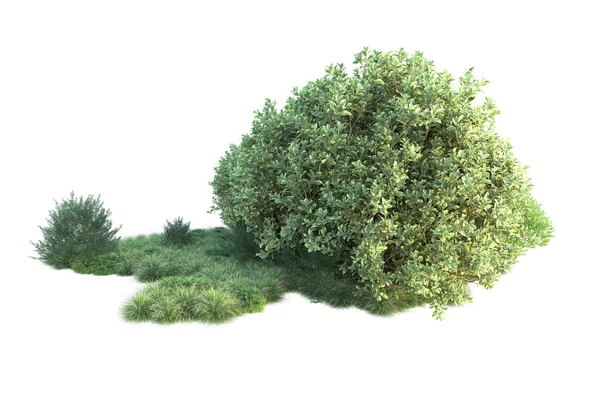 Ilustracja Białe Tło Drzewa Leśne Zielonymi Liśćmi — Zdjęcie stockowe