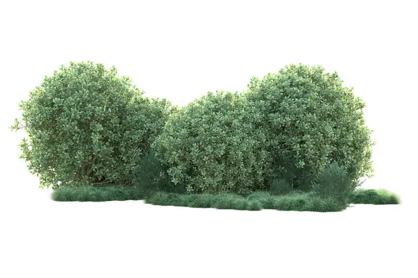Εικόνα Λευκό Φόντο Και Δέντρα Του Δάσους Πράσινα Φύλλα — Φωτογραφία Αρχείου