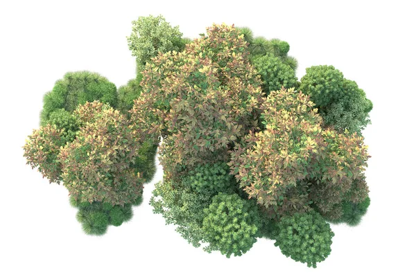 Illustration Von Waldbäumen Mit Grünen Blättern Parkflora Isoliert Auf Weißem — Stockfoto