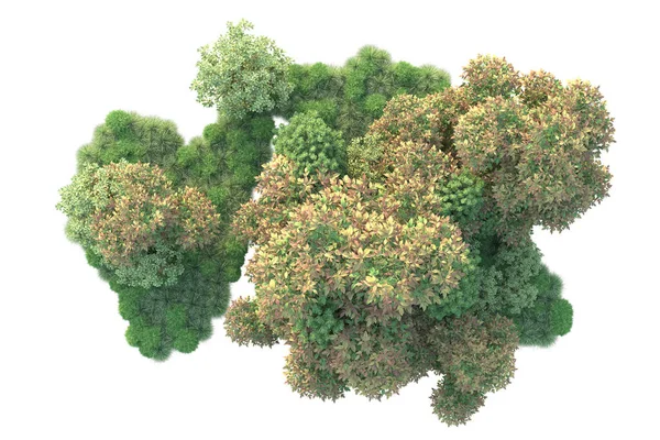 Зелені Дерева Ізольовані Білому Фоні Копіювання Простору — стокове фото