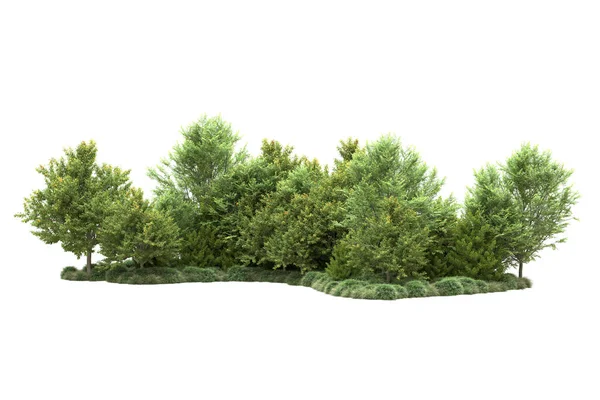 Trä Träd Isolerad Vitt Bakgrund För Kopia Utrymme — Stockfoto