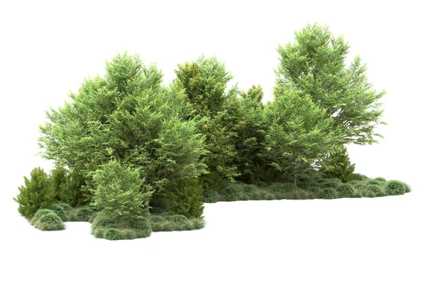 Drzewa Drzewne Izolowane Białym Tle Tło Dla Przestrzeni Kopiującej — Zdjęcie stockowe