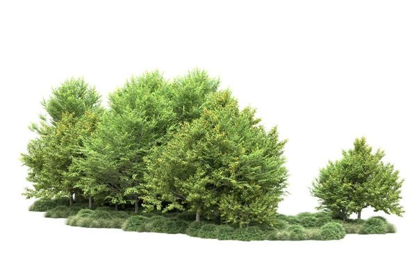 在白色背景上隔离的现实的绿色夏树 用于复制空间 — 图库照片
