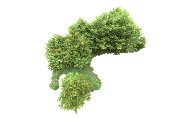 Реалистичные Зеленые Летние Деревья Изолированы Белом Фоне Копирования Пространства — стоковое фото