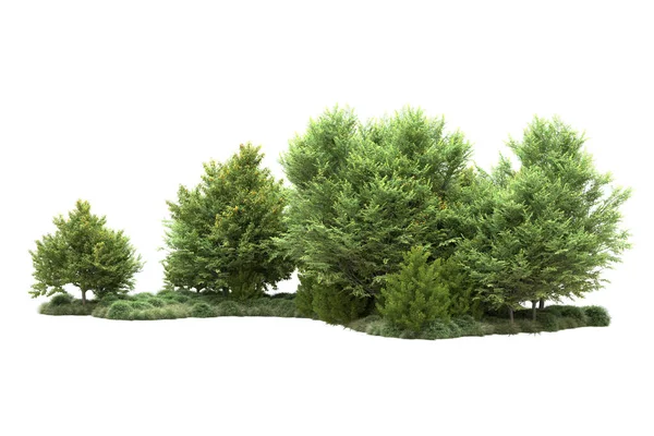 Árvores Verão Verdes Realistas Isoladas Fundo Branco Para Espaço Cópia — Fotografia de Stock