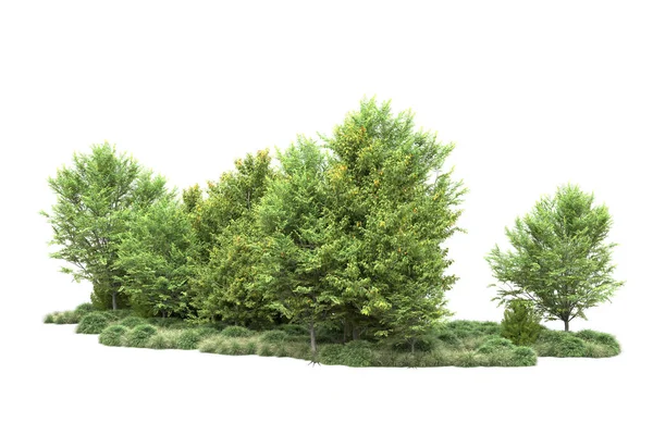 Ρεαλιστικά Πράσινα Καλοκαιρινά Δέντρα Απομονωμένα Λευκό Φόντο Για Αντιγραφή Χώρου — Φωτογραφία Αρχείου