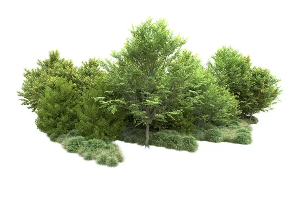 Реалістичні Зелені Літні Дерева Ізольовані Білому Тлі Копіювання Простору — стокове фото