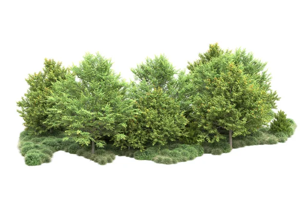 Ρεαλιστικά Πράσινα Καλοκαιρινά Δέντρα Απομονωμένα Λευκό Φόντο Για Αντιγραφή Χώρου — Φωτογραφία Αρχείου
