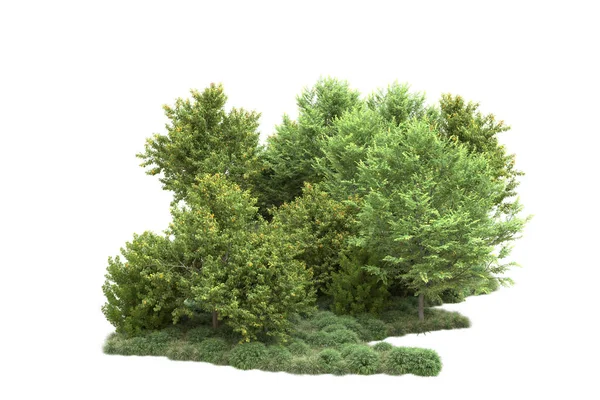 Realistyczne Zielone Drzewa Letnie Odizolowane Białym Tle Dla Miejsca Kopiowania — Zdjęcie stockowe