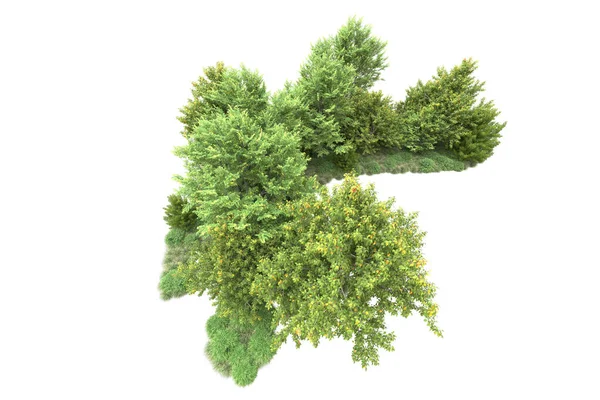 Реалистичные Зеленые Летние Деревья Изолированы Белом Фоне Копирования Пространства — стоковое фото