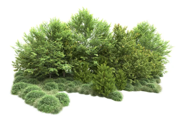 Реалістичні Зелені Літні Дерева Ізольовані Білому Тлі Копіювання Простору — стокове фото