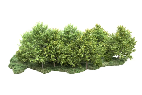 Árvores Verão Verdes Realistas Isoladas Fundo Branco Para Espaço Cópia — Fotografia de Stock