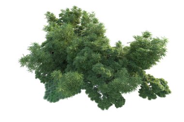 Orman ıssız. Görüntü pankartlar, posterler ya da fotoğraf manipülasyonları için kullanışlı. 3d görüntüleme - illüstrasyon