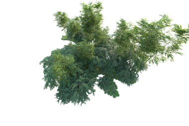 Orman ıssız. Görüntü pankartlar, posterler ya da fotoğraf manipülasyonları için kullanışlı. 3d görüntüleme - illüstrasyon