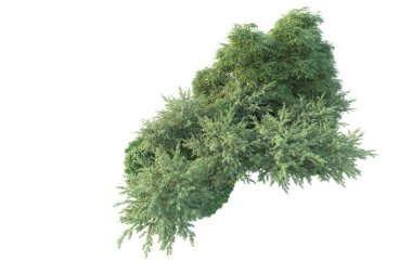 Orman ıssız. Görüntü pankartlar, posterler ya da fotoğraf manipülasyonları için kullanışlı. 3d görüntüleme - illüstrasyon