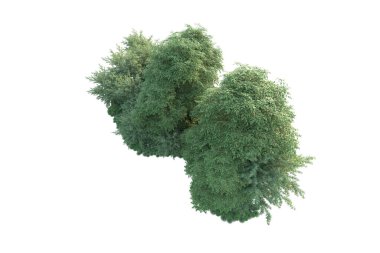 Orman ıssız. Görüntü pankartlar, posterler ya da fotoğraf manipülasyonları için kullanışlı. 3d görüntüleme - illüstrasyon