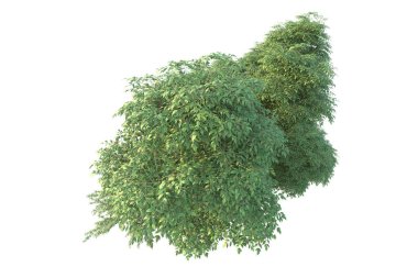 Orman ıssız. Görüntü pankartlar, posterler ya da fotoğraf manipülasyonları için kullanışlı. 3d görüntüleme - illüstrasyon