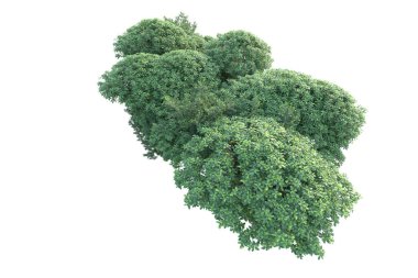 Orman ıssız. Görüntü pankartlar, posterler ya da fotoğraf manipülasyonları için kullanışlı. 3d görüntüleme - illüstrasyon