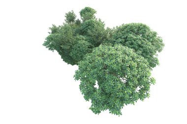 Orman ıssız. Görüntü pankartlar, posterler ya da fotoğraf manipülasyonları için kullanışlı. 3d görüntüleme - illüstrasyon