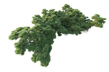 Orman ıssız. Görüntü pankartlar, posterler ya da fotoğraf manipülasyonları için kullanışlı. 3d görüntüleme - illüstrasyon