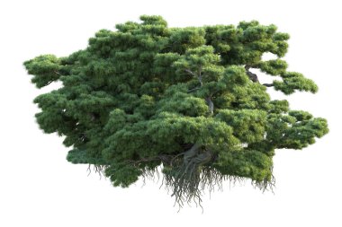 Orman ıssız. Görüntü pankartlar, posterler ya da fotoğraf manipülasyonları için kullanışlı. 3d görüntüleme - illüstrasyon