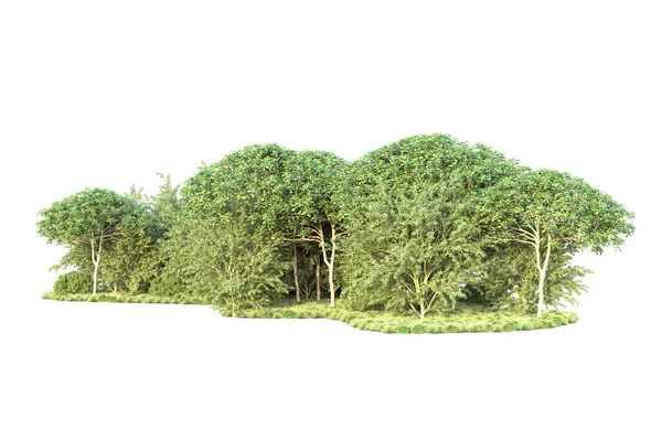 Skog Isolerad Bild Användbar För Banderoller Och Affischer Eller Fotomanipulationer — Stockfoto