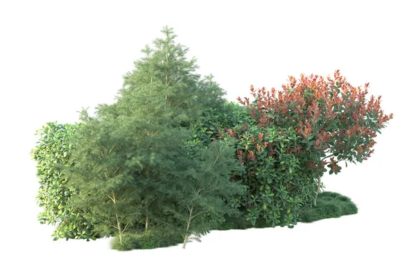 Konsep Flora Alam Pohon Realistis Terisolasi Pada Latar Belakang Putih — Stok Foto