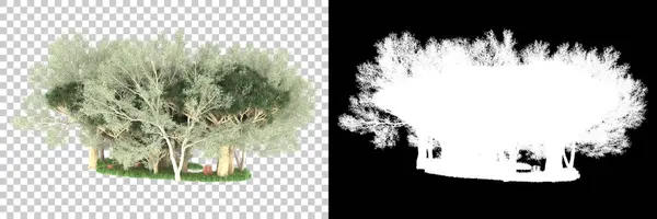 Conceito Flora Natureza Árvores Realistas Isoladas Fundo Branco Para Espaço — Fotografia de Stock