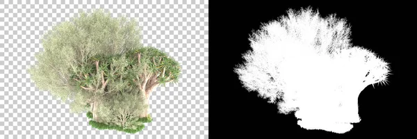 Natur Flora Koncept Realistiska Träd Isolerade Vit Bakgrund För Kopia — Stockfoto