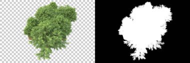 Arka planda maskeyle izole edilmiş ağaçlar. 3d görüntüleme - illüstrasyon