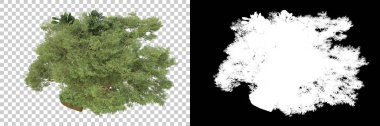 Arka planda maskeyle izole edilmiş ağaçlar. 3d görüntüleme - illüstrasyon