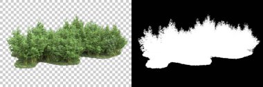 Orman arka planda maskeyle izole edilmiş. 3d görüntüleme - illüstrasyon