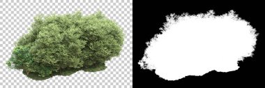 Arka planda maskeyle izole edilmiş ağaçlar. 3d görüntüleme - illüstrasyon